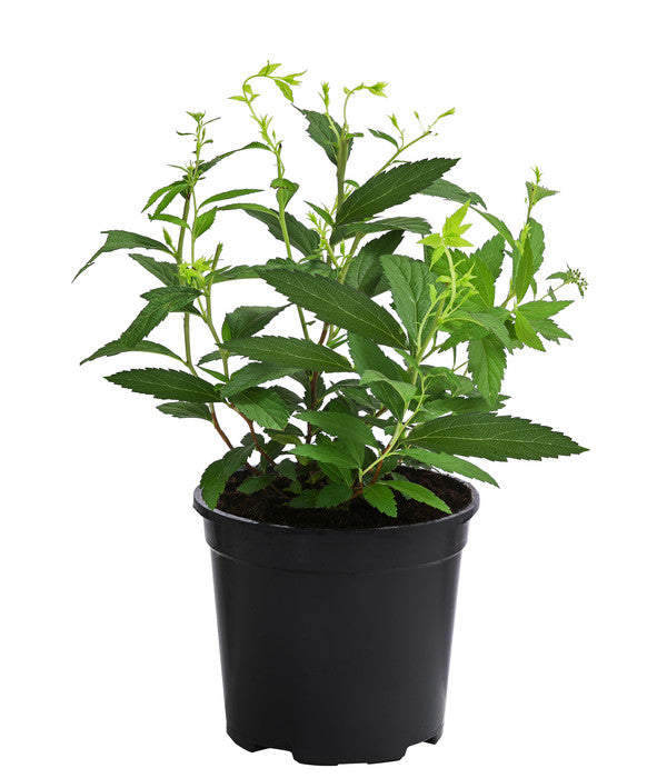  Rote Sommerspiere 'Anthony Waterer'