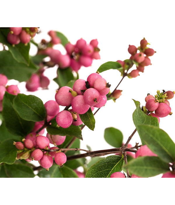  Blütenhecke 'Mother Of Pearl', 4er-Set