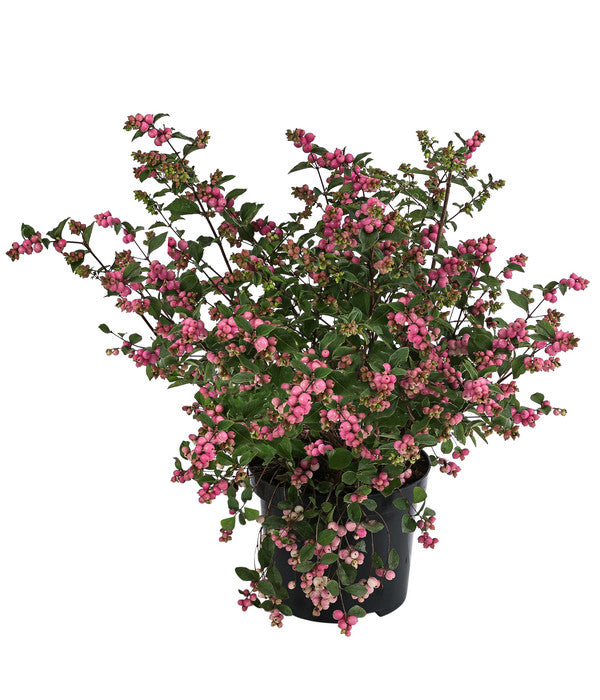  Blütenhecke 'Mother Of Pearl', 4er-Set