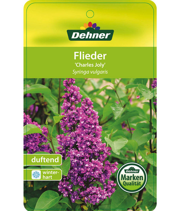  Flieder 'Charles Joly'