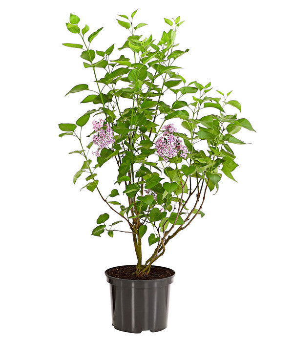  Edelflieder 'Sensation'