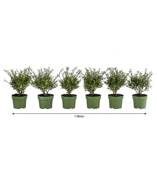  1 Meter Berg-Ilex 'Glory Gem', 6 X Ca. 20-25 Cm