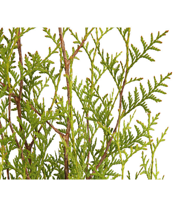 14 Meter Lebensbaum 'Brabant', 40 X Ca. 80-100 Cm