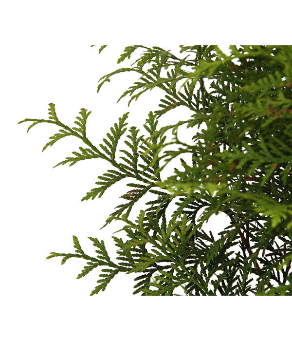  Lebensbaum 'Brabant'