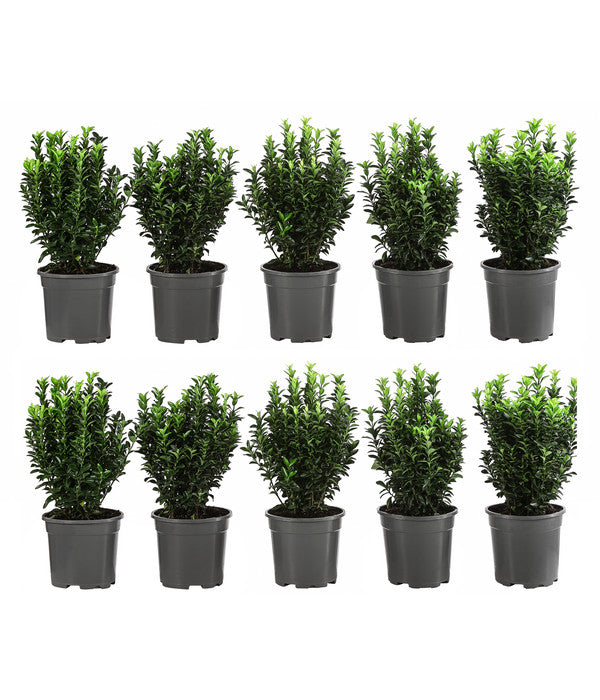  2 Meter Säulen-Spindelstrauch 'Green Rocket', 10 X Ca. 25 Cm