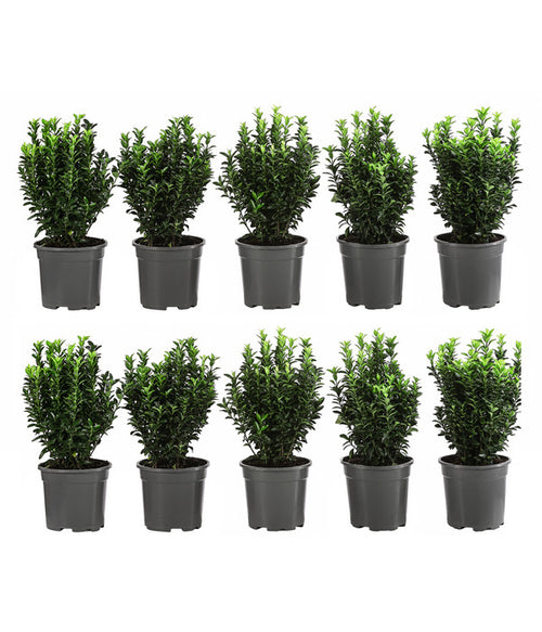  2 Meter Säulen-Spindelstrauch 'Green Rocket', 10 X Ca. 25 Cm