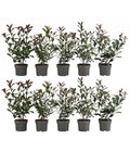  2-3 Meter Purpur-Glanzmispel 'Carre Rouge', 10 X Ca. 35 Cm
