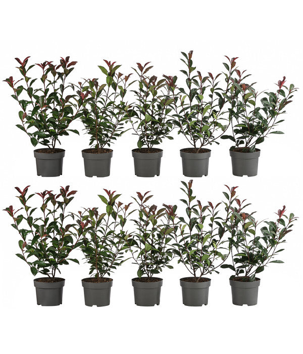  2-3 Meter Purpur-Glanzmispel 'Carre Rouge', 10 X Ca. 35 Cm
