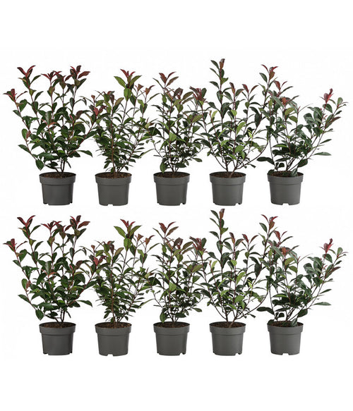  2-3 Meter Purpur-Glanzmispel 'Carre Rouge', 10 X Ca. 35 Cm