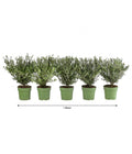  1 Meter Berg-Ilex 'Glory Gem', 5 X Ca. 35 Cm