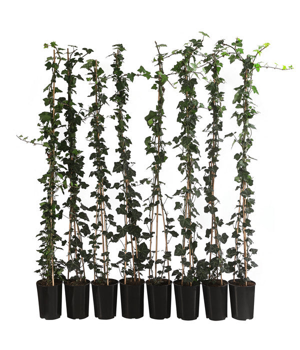  2 Meter Großblättriger Efeu 'Hibernica', 8 X Ca. 150 Cm