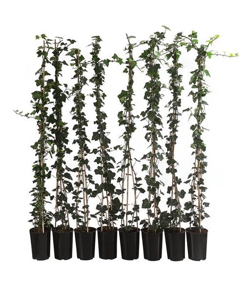  2 Meter Großblättriger Efeu 'Hibernica', 8 X Ca. 150 Cm