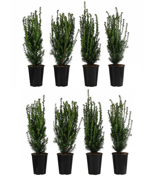  2 Meter Becher-Eibe 'Hillii', 8 X Ca. 60-70 Cm