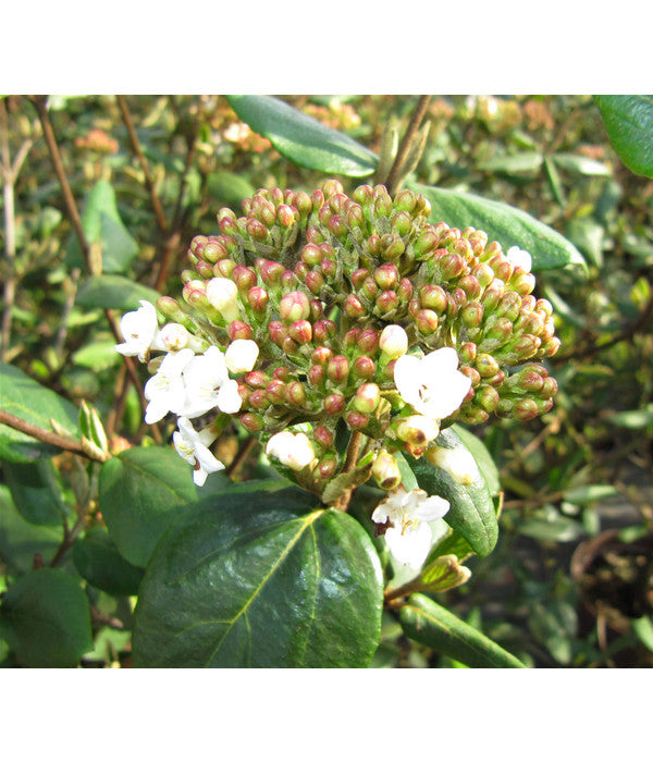  Wintergrüner Schneeball 'Burkwoodii'