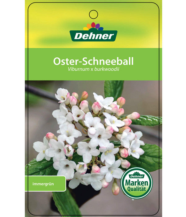  Wintergrüner Schneeball 'Burkwoodii'