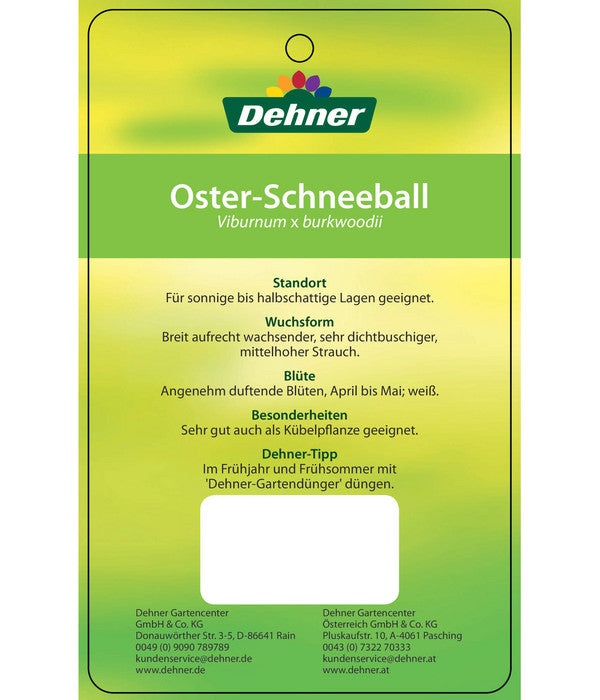  Wintergrüner Schneeball 'Burkwoodii'