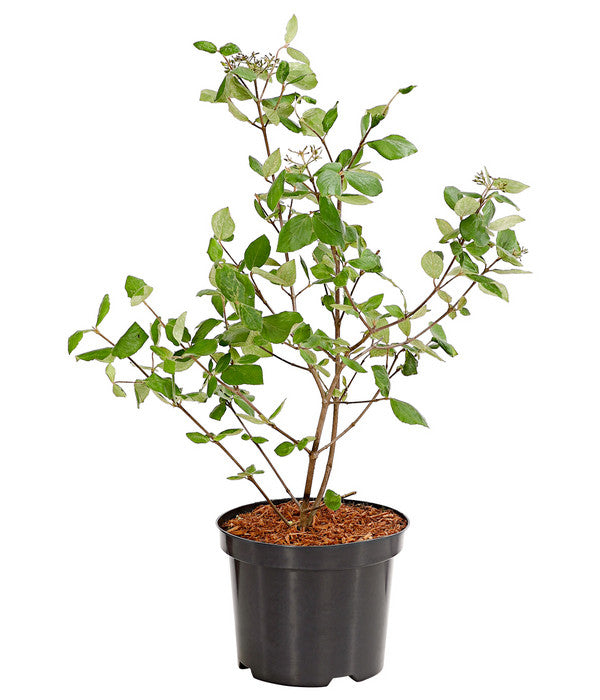  Wintergrüner Schneeball 'Burkwoodii'
