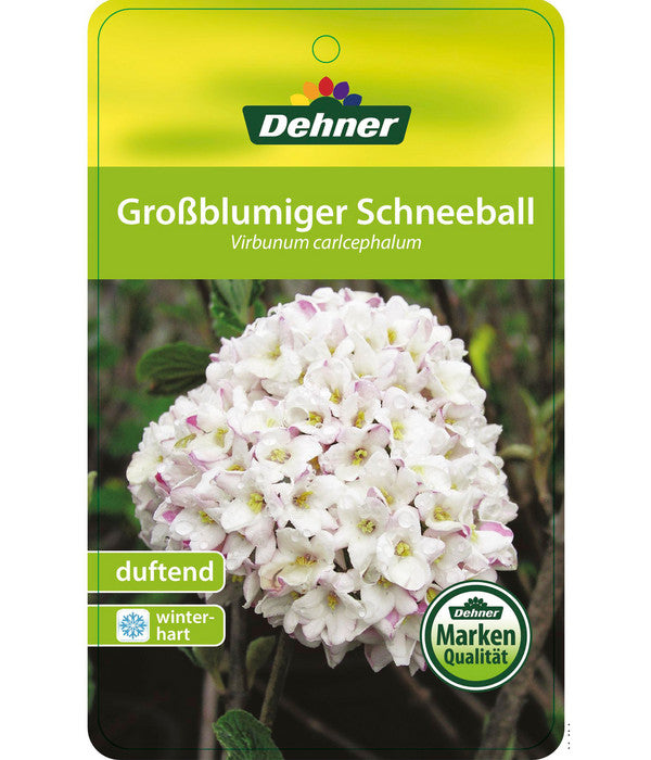  Großblumiger Duft-Schneeball