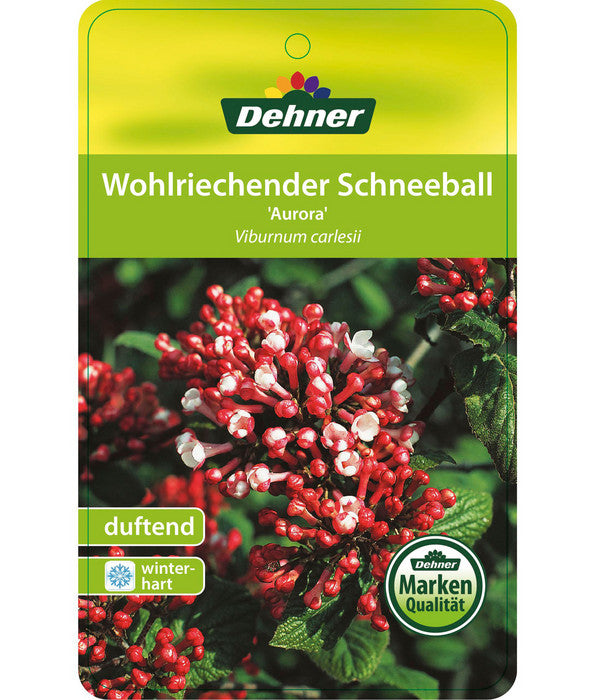  Duft-Schneeball 'Aurora'