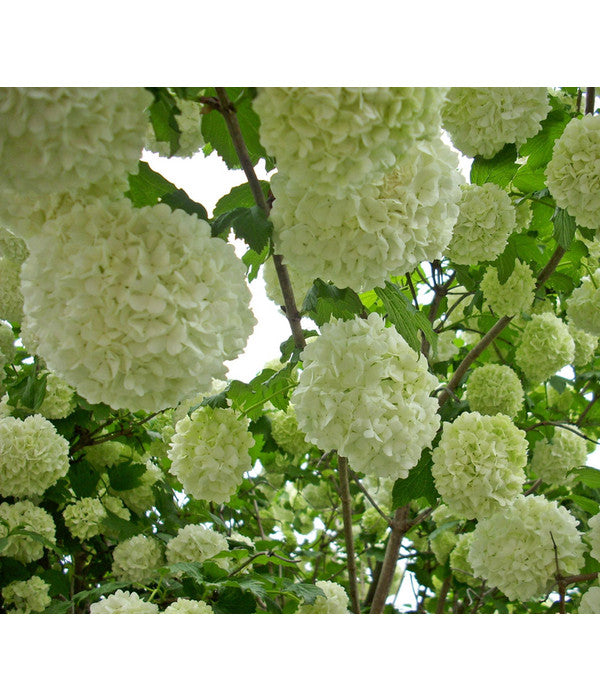  Gefüllter Schneeball 'Roseum'