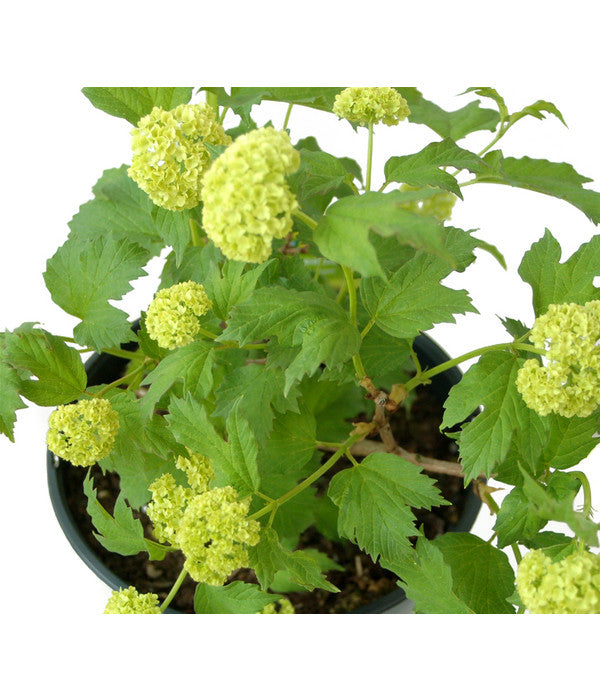  Gefüllter Schneeball 'Roseum'