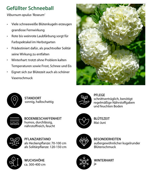  Gefüllter Schneeball 'Roseum'
