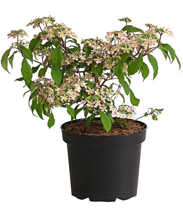  Rosa Etagen-Schneeball 'Molly Schroeder'