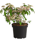  Rosa Etagen-Schneeball 'Molly Schroeder'