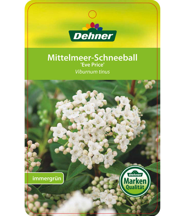  Mittelmeer-Schneeball, Stämmchen