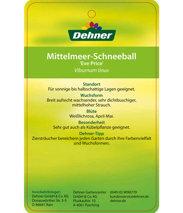  Mittelmeer-Schneeball, Stämmchen