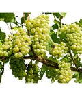  Dehner Gourmet Garten Tafeltraube 'Palatina'