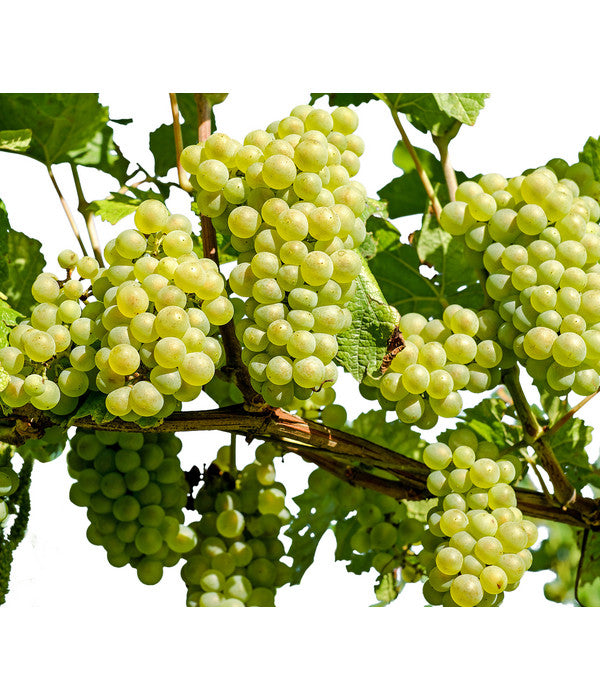  Dehner Gourmet Garten Tafeltraube 'Palatina'