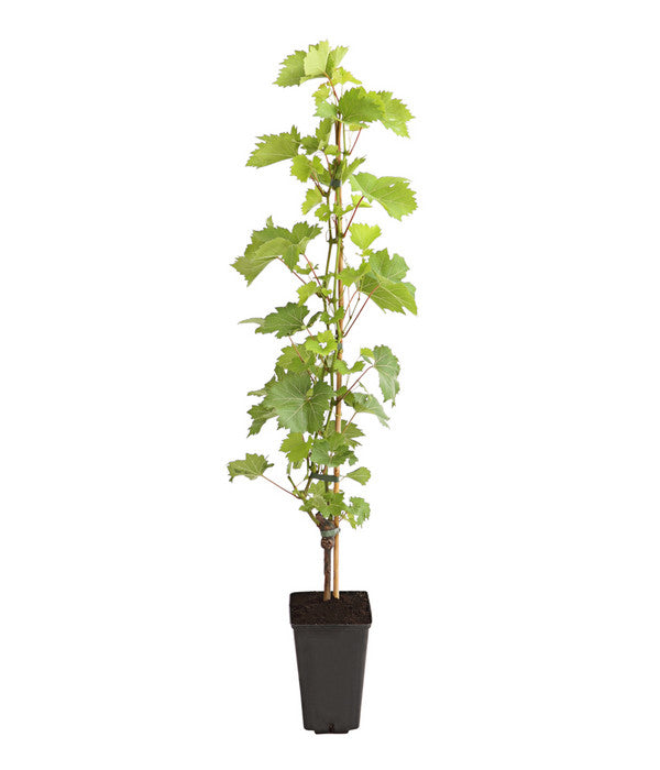  Dehner Gourmet Garten Tafeltraube 'Palatina'
