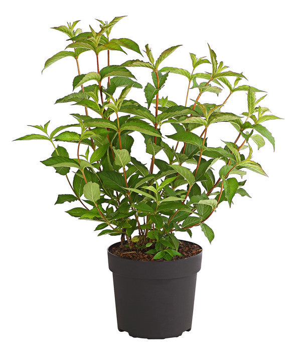  Weigelie 'Bristol Ruby'