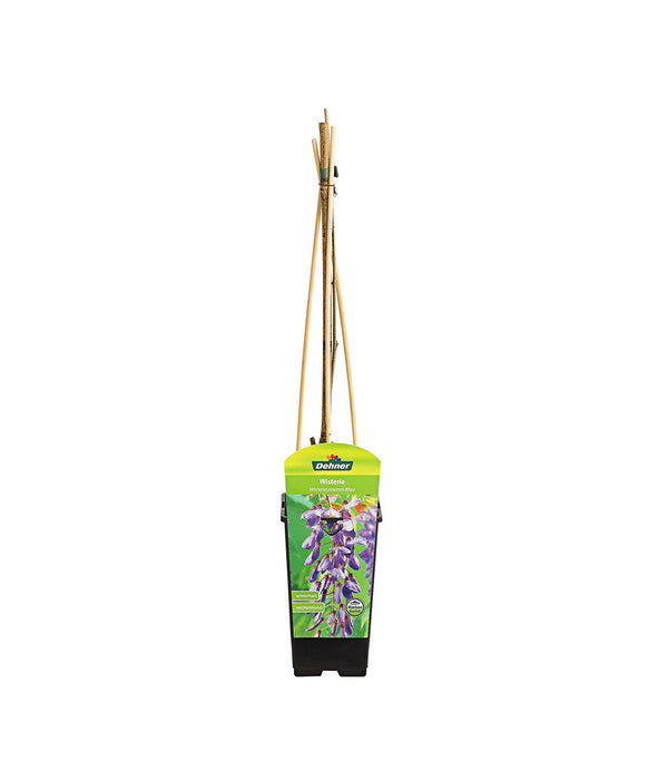  Chinesischer Blauregen - Wisterie, Blau