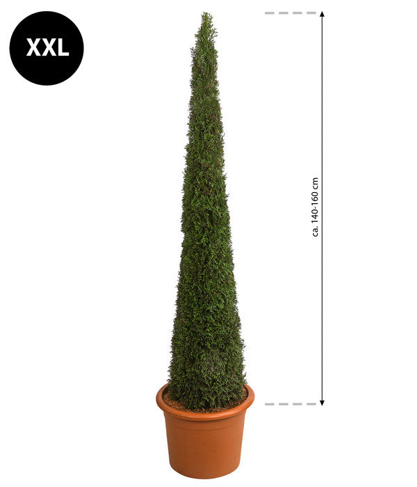  XXL Lebensbaum 'Smaragd' Torwächter