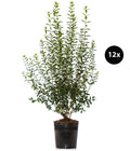  6 Meter Wintergrüner Liguster 'Atrovirens', 12 X Ca. 150-175 Cm