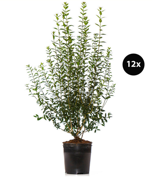 6 Meter Wintergrüner Liguster 'Atrovirens', 12 X Ca. 150-175 Cm