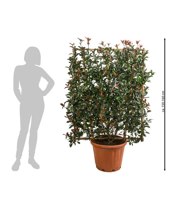  Purpur-Glanzmispel 'Robusta Compacta', Ca. 150-160 Cm