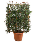  Purpur-Glanzmispel 'Robusta Compacta', Ca. 150-160 Cm