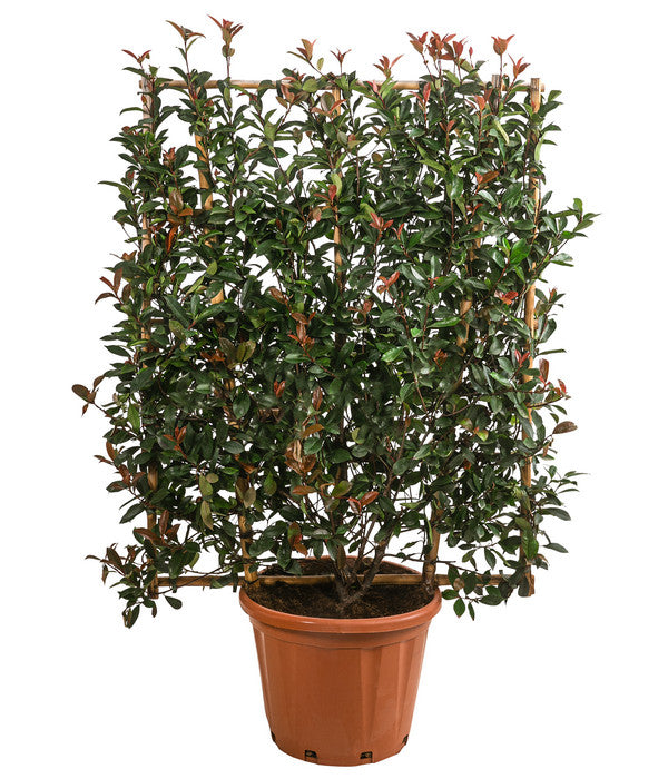  Purpur-Glanzmispel 'Robusta Compacta', Ca. 150-160 Cm