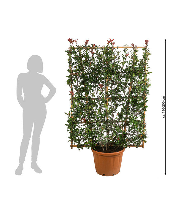  Purpur-Glanzmispel 'Robusta Compacta', Ca. 190-200 Cm