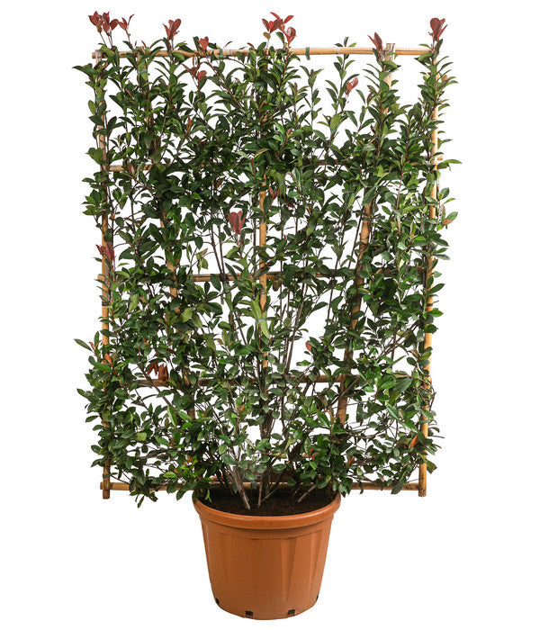  Purpur-Glanzmispel 'Robusta Compacta', Ca. 190-200 Cm