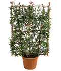  Purpur-Glanzmispel 'Robusta Compacta', Ca. 190-200 Cm