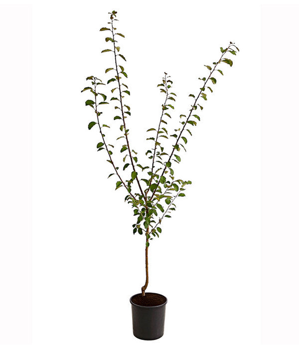 Dehner Aprikosenmirabelle 'Aprimira'