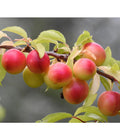  Dehner Aprikosenmirabelle 'Aprimira'