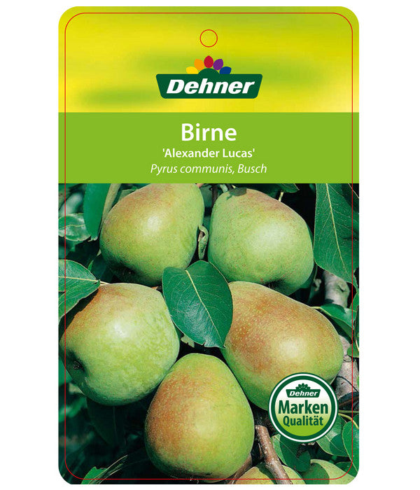  Winterbirne 'Alexander Lucas'