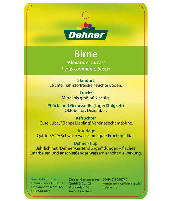  Winterbirne 'Alexander Lucas'