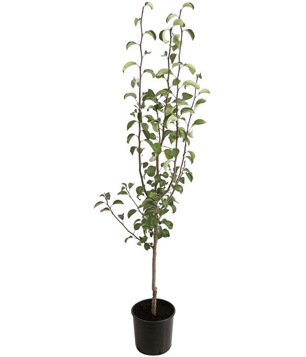  Winterbirne 'Alexander Lucas'