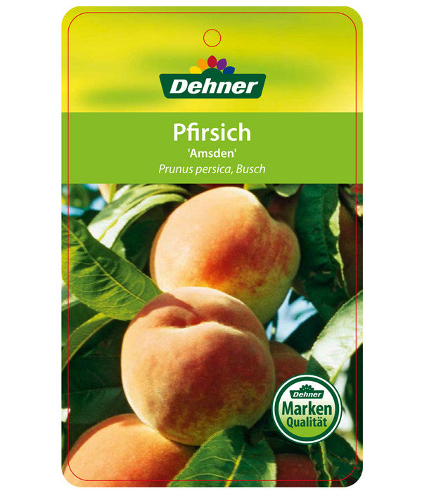  Dehner Pfirsich 'Amsden'